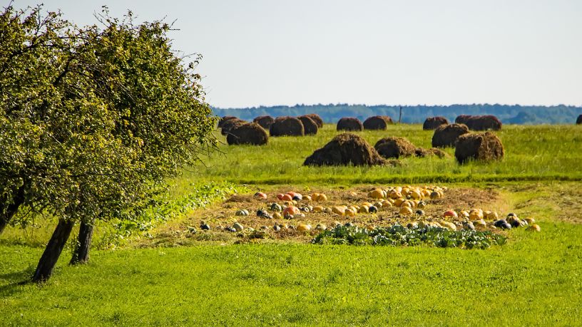 Parajara Moraes Alves Junior